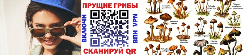 магазин продажи наркотиков  кракен   Псилоцибиновые грибы GOLDEN TEACHER  shop официальный сайт  Владивосток 